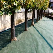 防草シートは自分で貼るべき？費用相場と業者に頼むメリットを解説