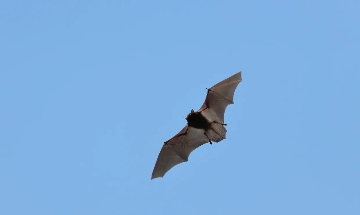 コウモリは自分で駆除できる？鳥獣保護法の注意点