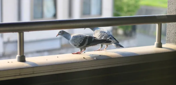 ハト駆除の費用相場と対処法｜鳥獣保護法・ベランダ・自己対処や賃貸の注意点まで解説