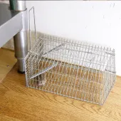 ネズミ駆除の費用相場｜業者選び・助成金・侵入経路まで徹底解説