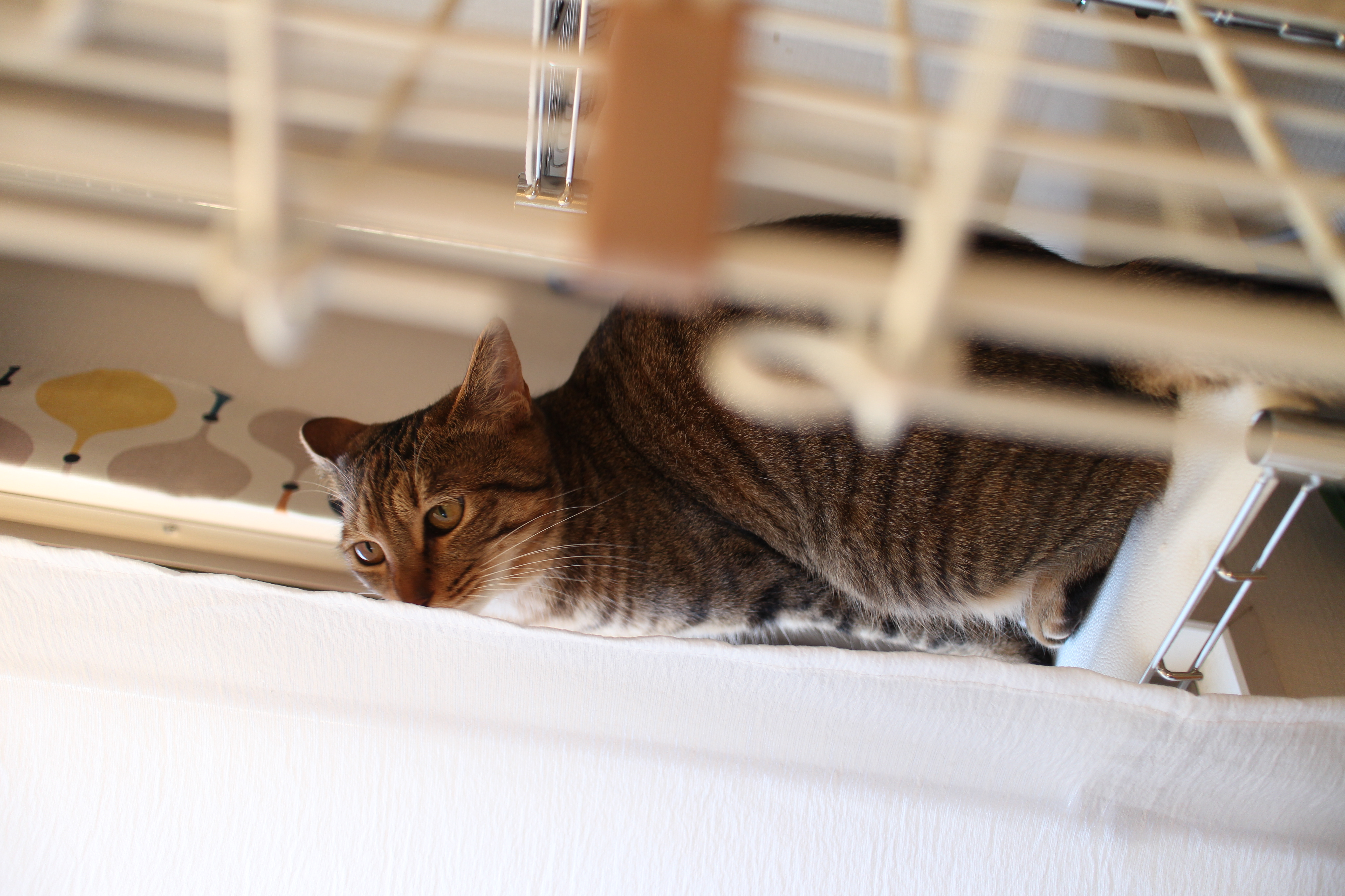 リッチテキスト