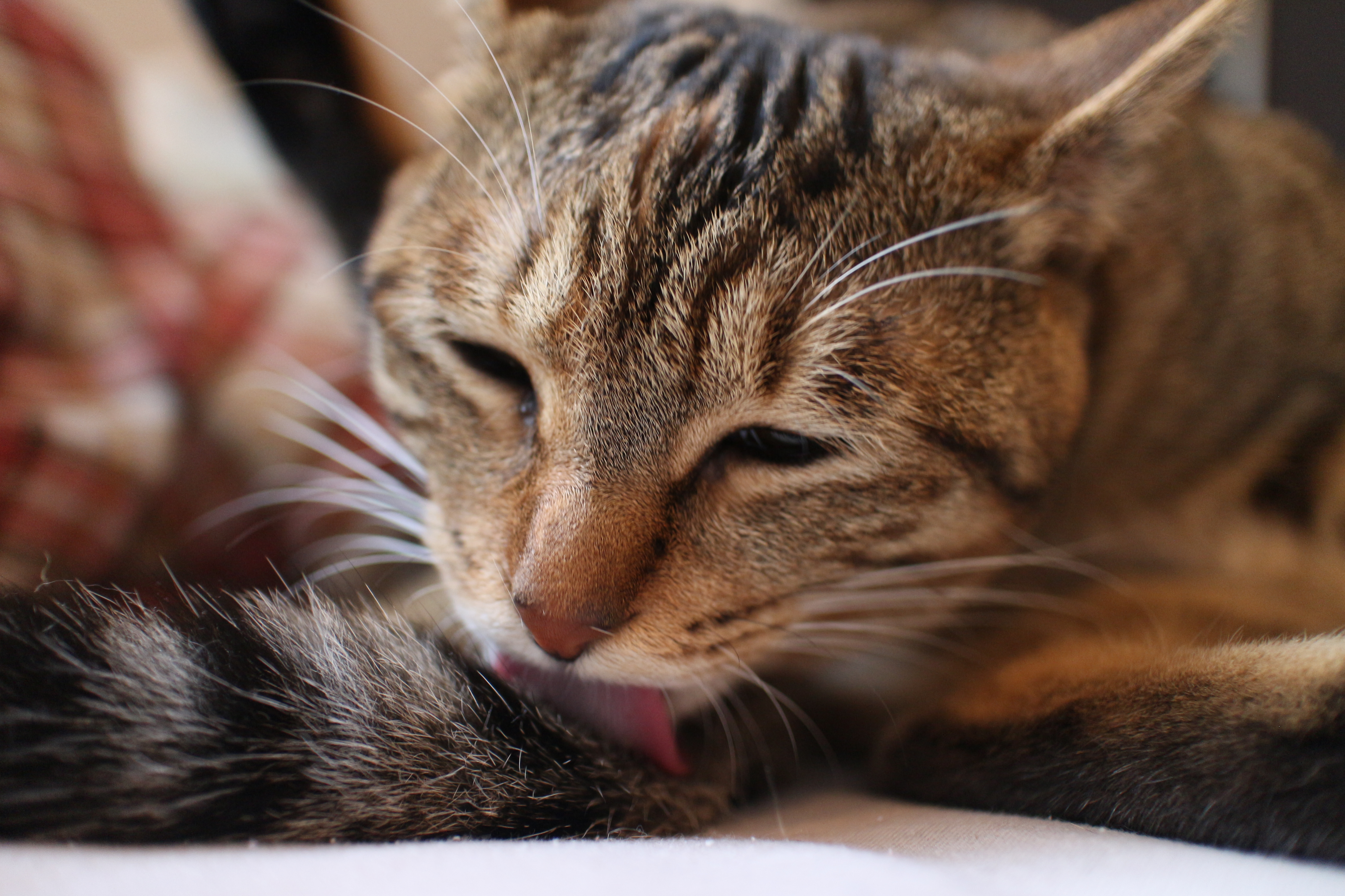 セクションの使い方