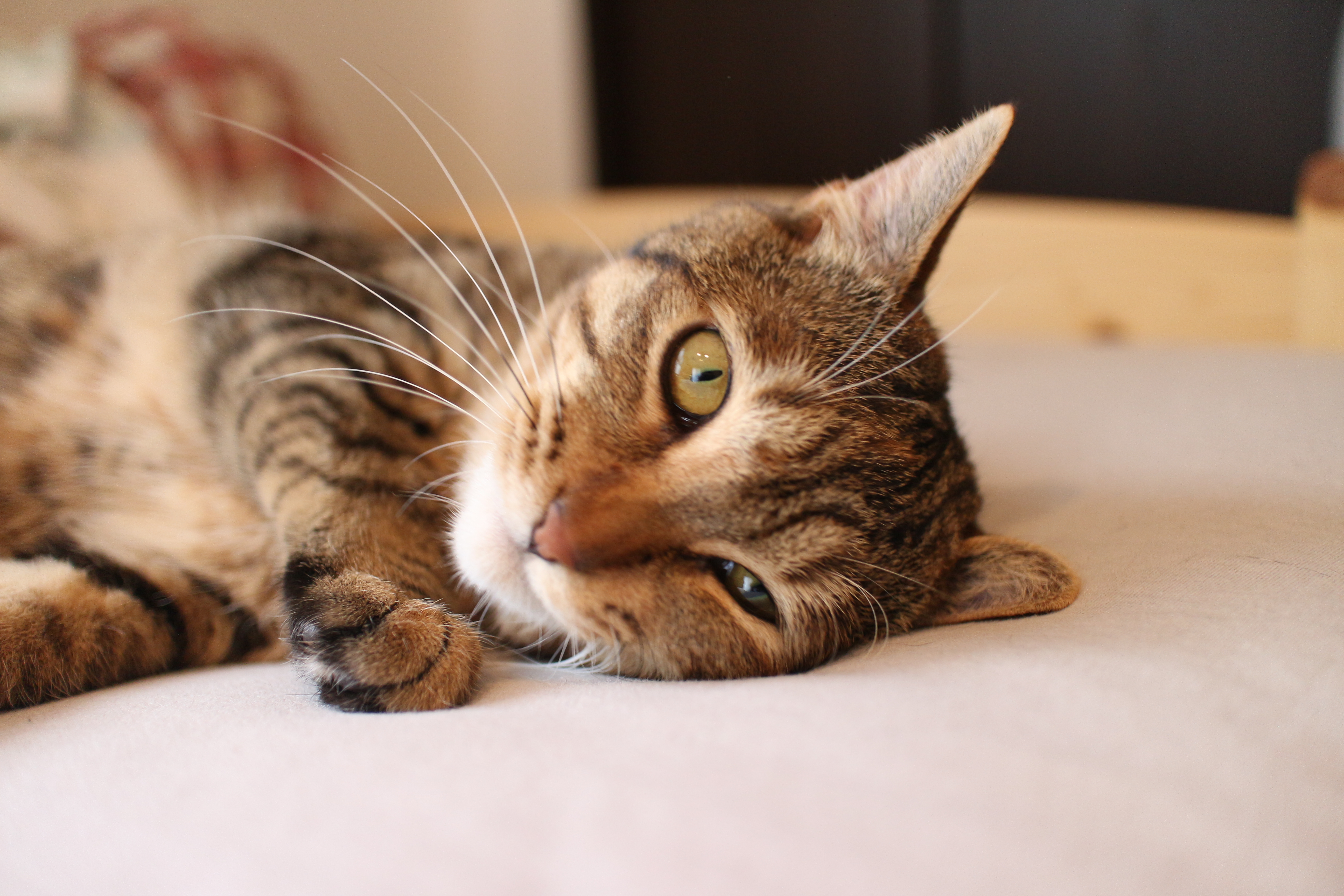 ギャラリー機能について