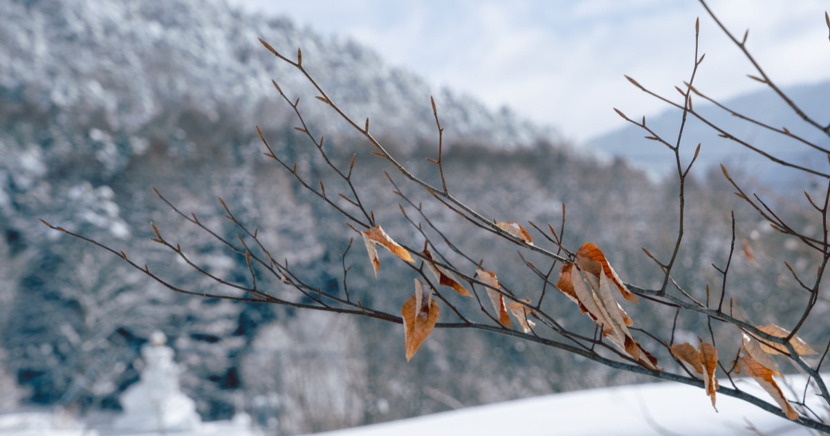 長野県山ノ内町の冬山の風景