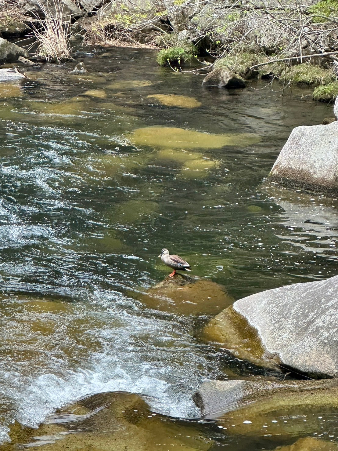 「また来ます」