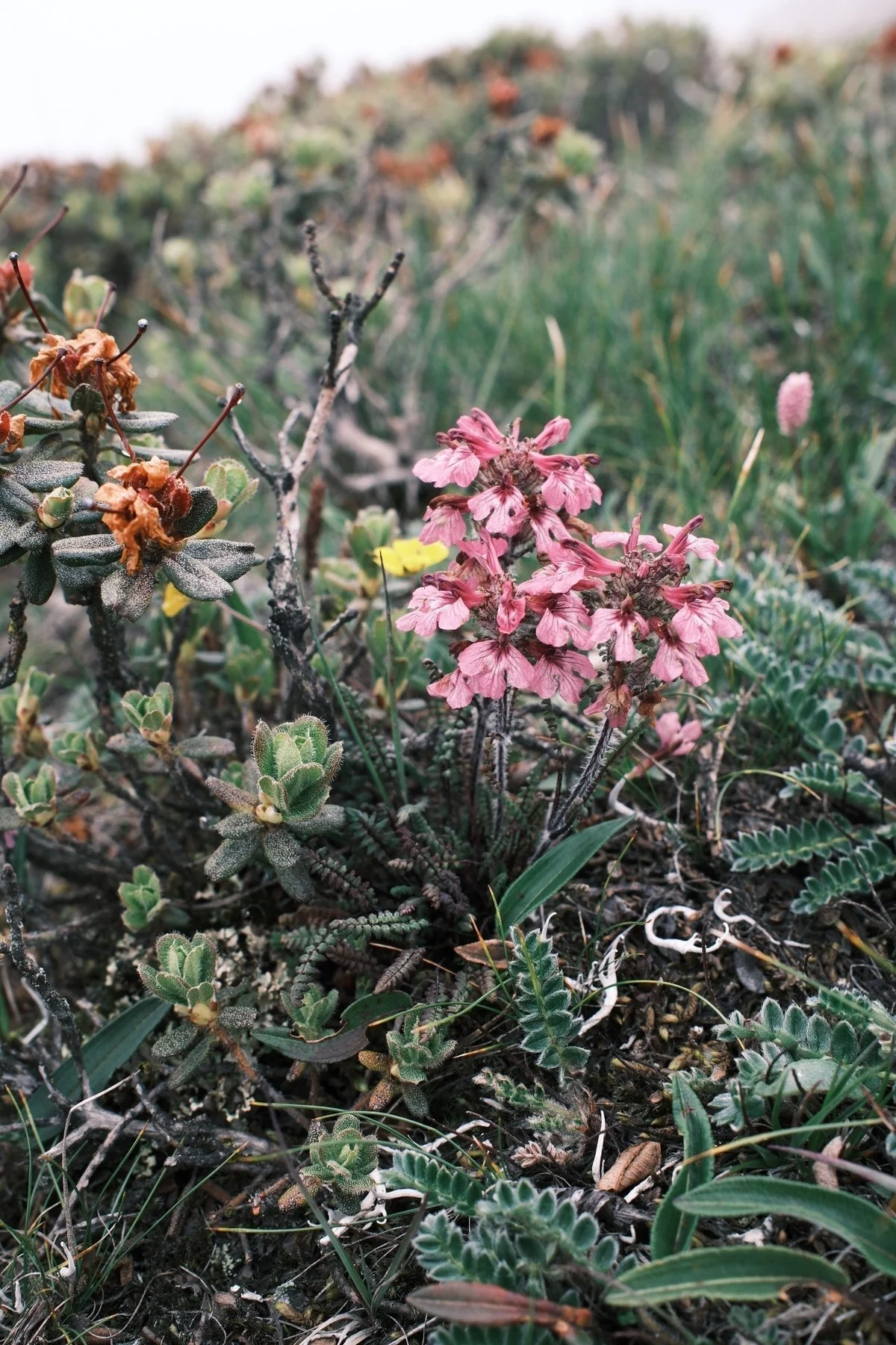 ネパール旅日記 vol.2