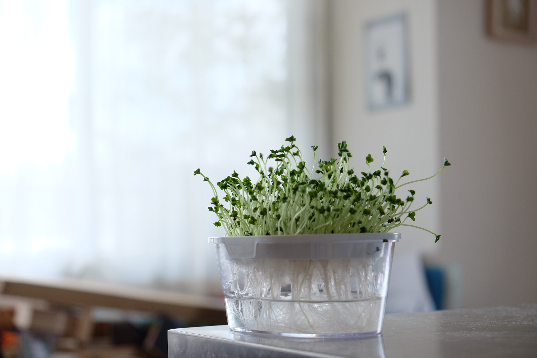 ベランダ、キッチンで家庭菜園