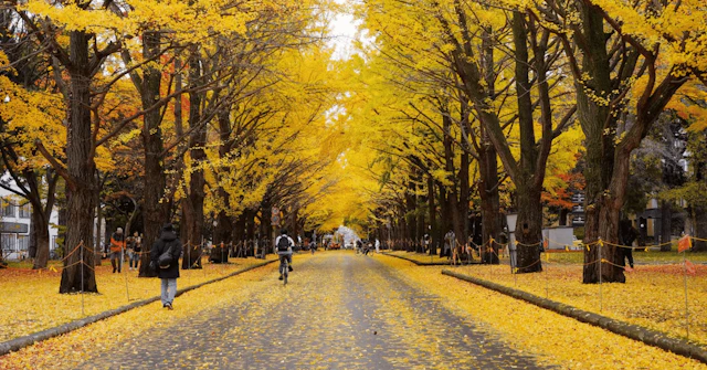 【北大獣医学部生が語る】札幌でのリアルな学生生活！勉強・バイト・冬の暮らしに関する大学受験ブログ記事のサムネイル画像