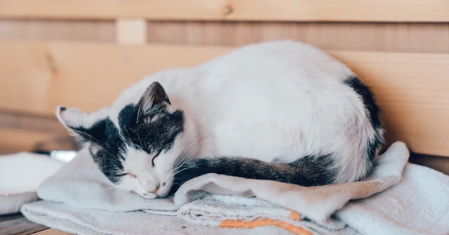 麻布大学学校推薦型選抜　小論文対策②　2022を題材にに関する大学受験ブログ記事のサムネイル画像