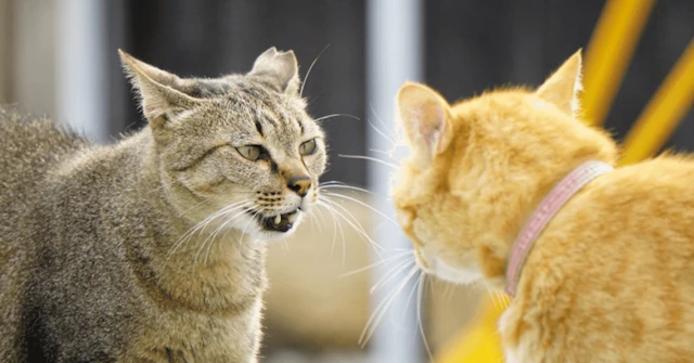 【岐阜大学・獣医】日本有数の「動物行動クリニック」で学ぶ、次世代の臨床獣医学に関する大学受験ブログ記事のサムネイル画像