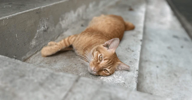  【日獣の研究室】魚のワクチンから猫町の活性化まで！ユニークすぎる卒業研究テーマの世界に関する大学受験ブログ記事のサムネイル画像