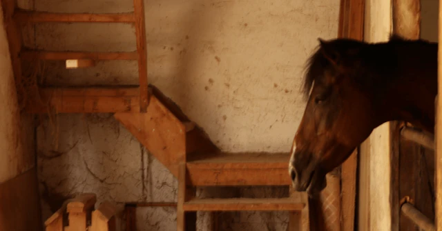 【北里大学 獣医】馬好き必見！北里大学獣医学部の馬研究・馬術部・臨床実習のリアルに関する大学受験ブログ記事のサムネイル画像