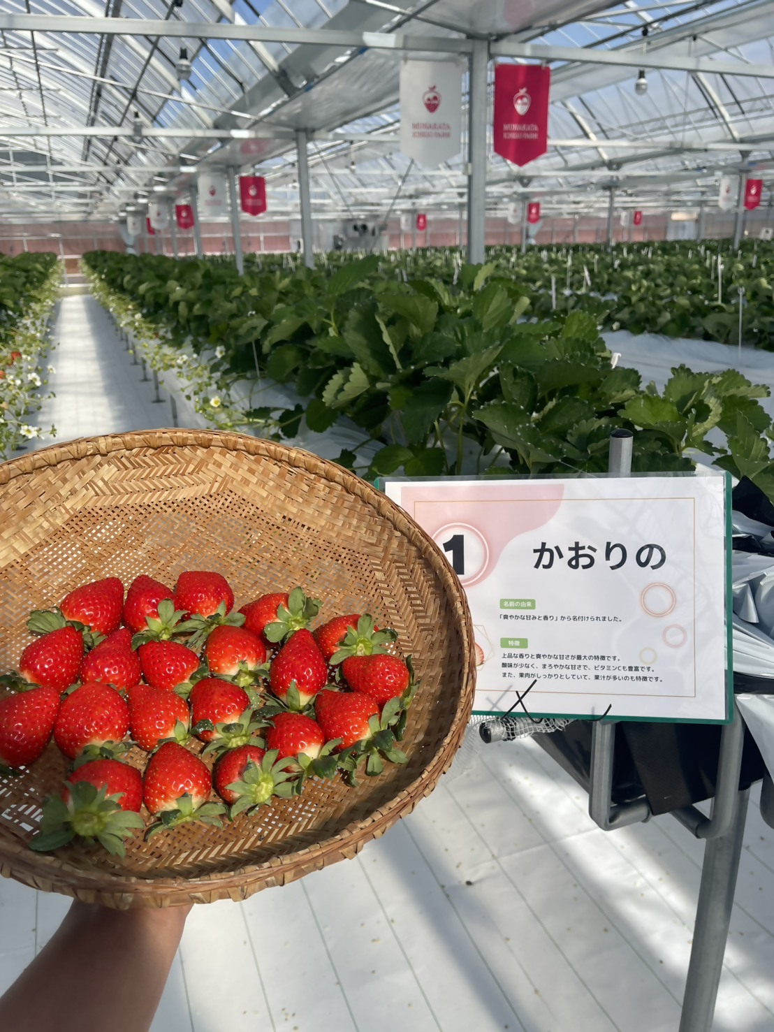 いちご農家コース