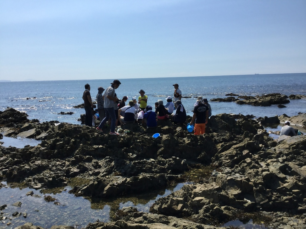 磯の生き物の観察会