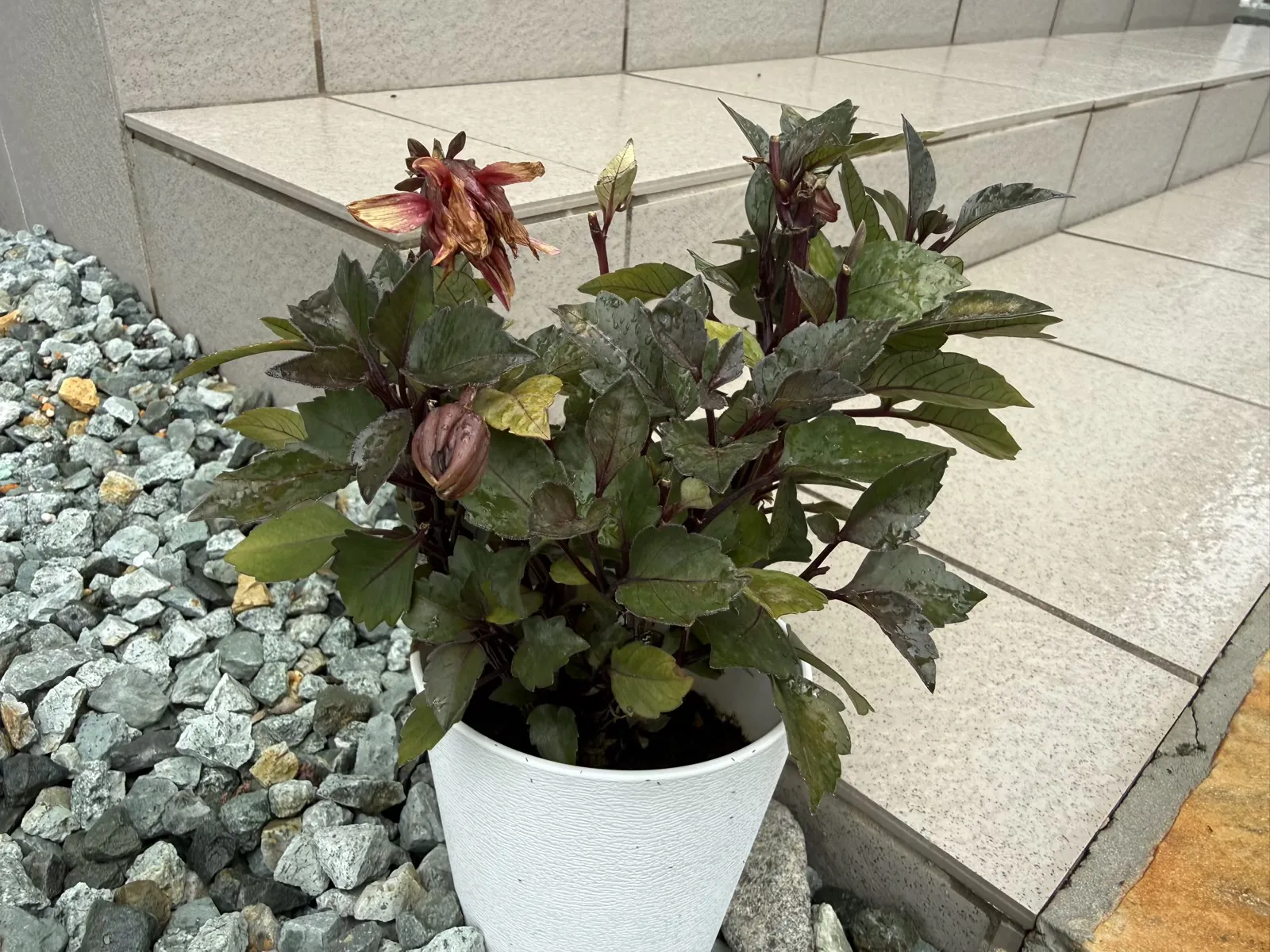 花日記#3「Oh my DAHLIA〜」