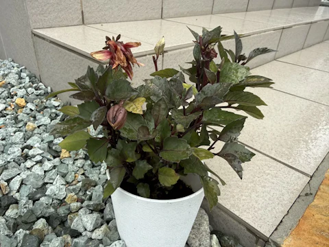 花日記#3「Oh my DAHLIA〜」