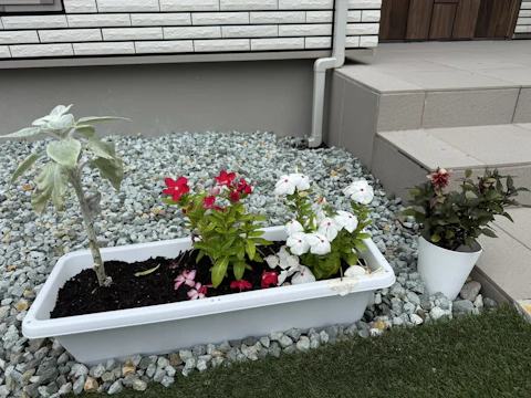 花日記#2〜芽がでた！〜