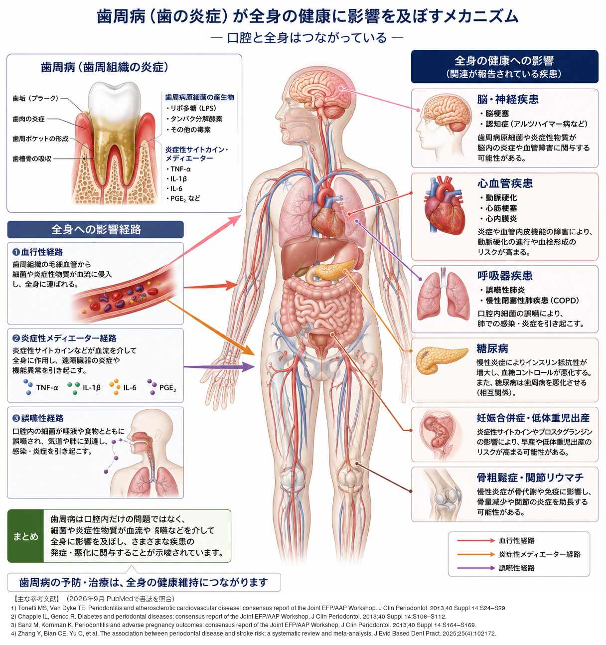 歯周病と全身の健康｜気づかないうちに進む怖さと、今日からできる正しいケア【歯科衛生士が解説】