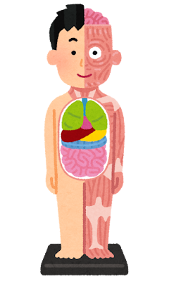 人体模型のイラスト(口と全身のつながり)