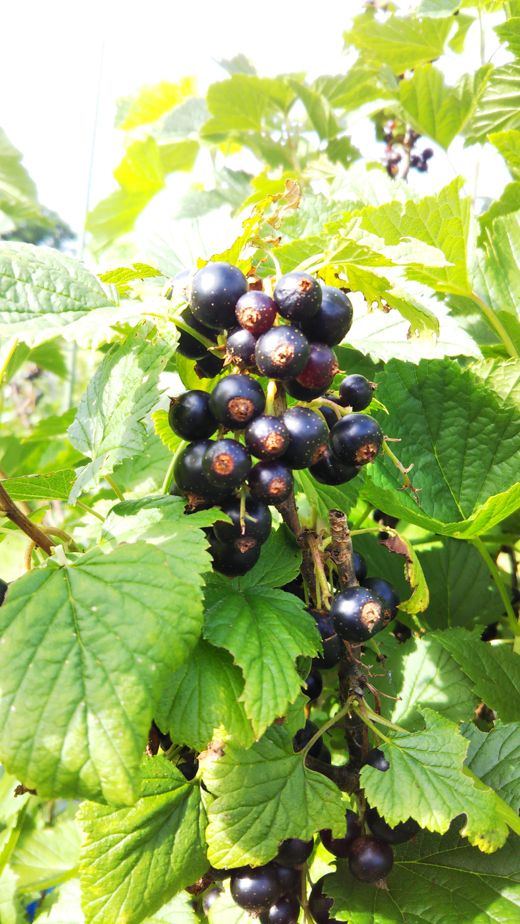 弘前産冷凍カシス20キロ 弘前産冷凍カシス20キロ 弘前産冷凍カシス(