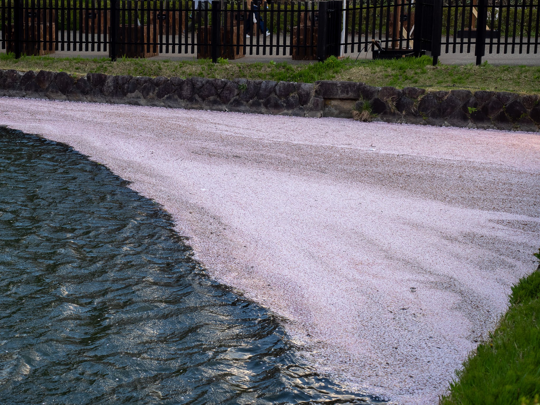 【弘前さくらまつり2026】地元民がお届け！弘前公園の桜・開花状況（随時更新） 
