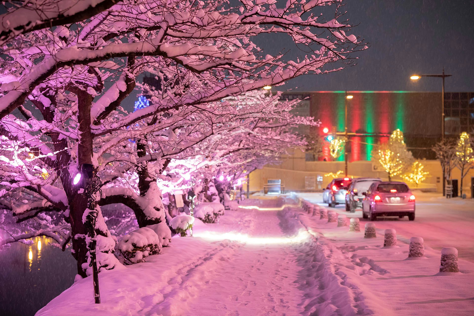 冬に咲くさくらライトアップ】弘前の冬に咲く満開の桜をご紹介