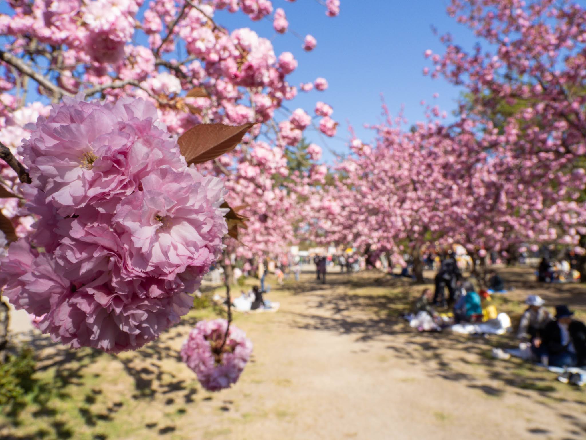 【弘前さくらまつり2026】地元民がお届け！弘前公園の桜・開花状況（随時更新） 