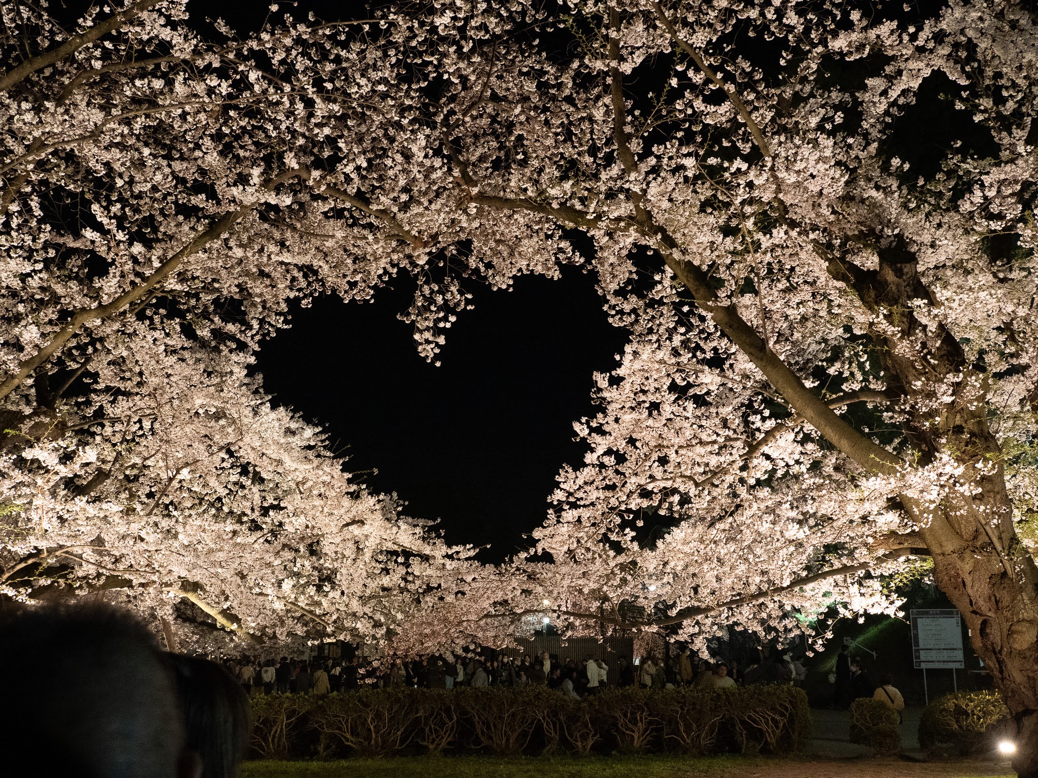 【弘前さくらまつり2026】地元民がお届け！弘前公園の桜・開花状況（随時更新） 
