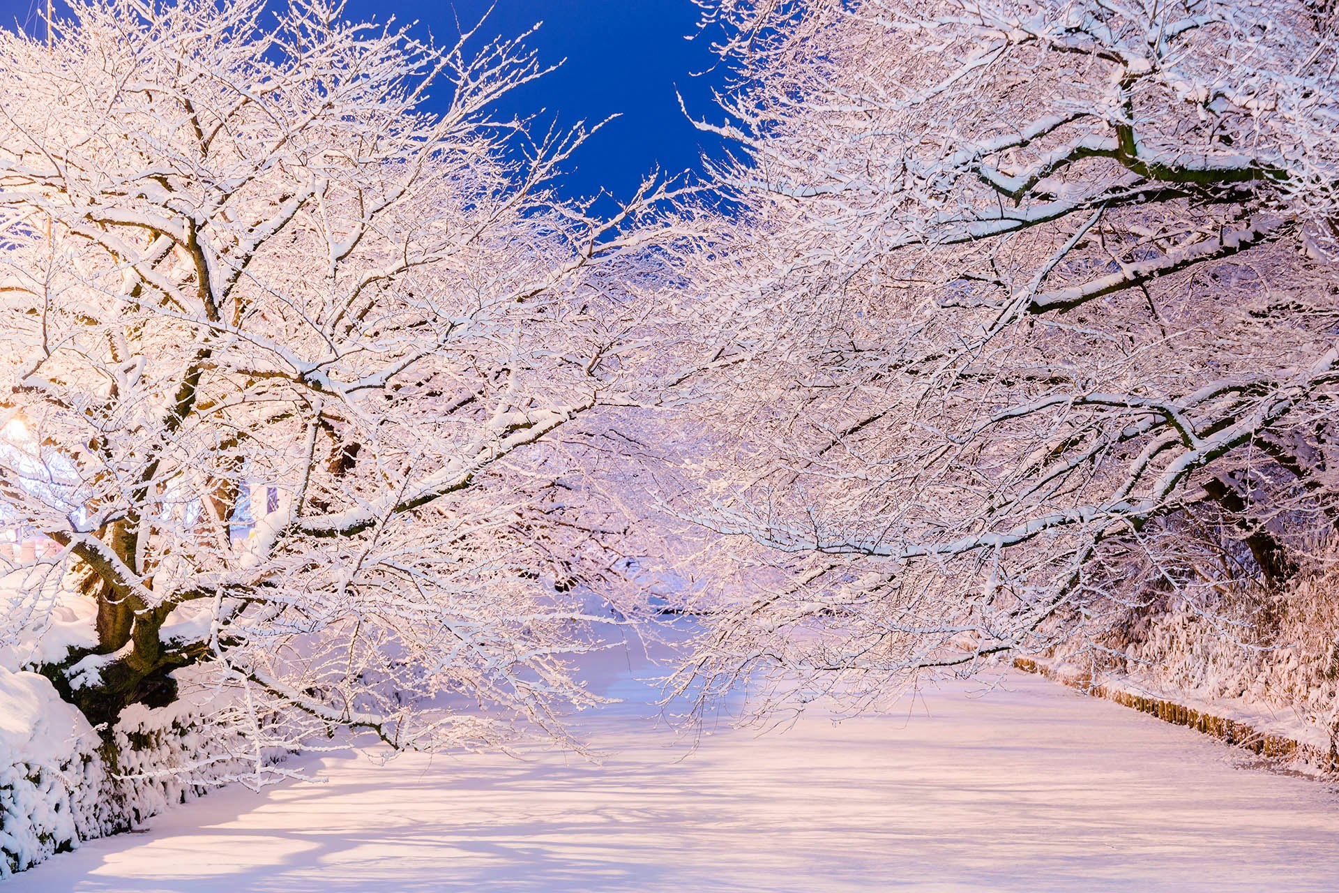 冬に咲くさくらライトアップ】弘前の冬に咲く満開の桜をご紹介