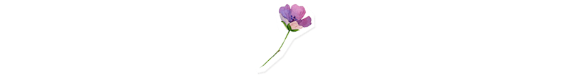 画像、花