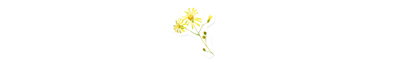 花画像