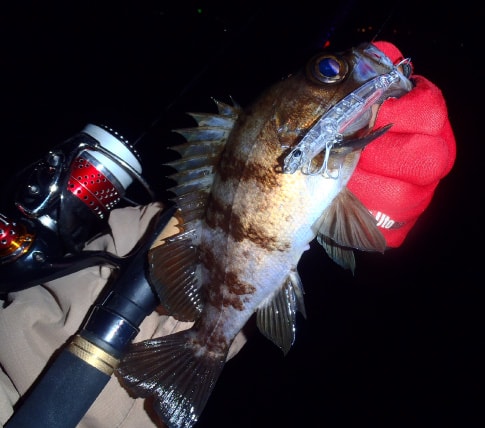 PUNCHLINE60 | ルアー | APIA