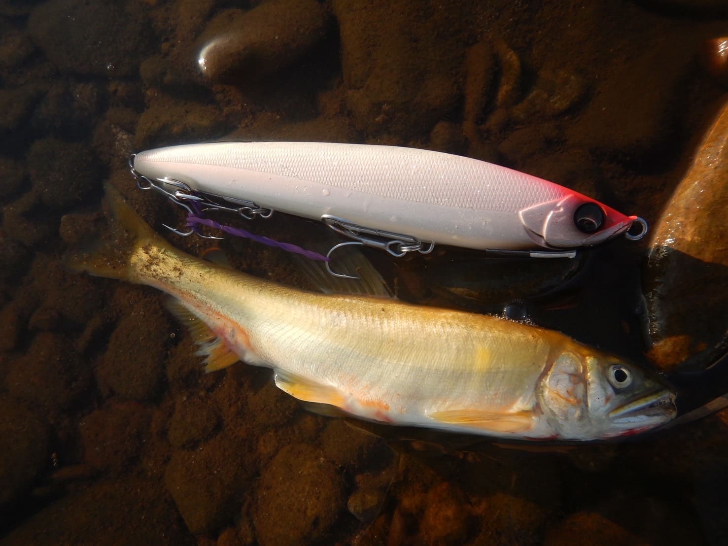 落ち鮎シーズン到来！釣果を伸ばすルアー選びと攻め方 Written by 鎌田