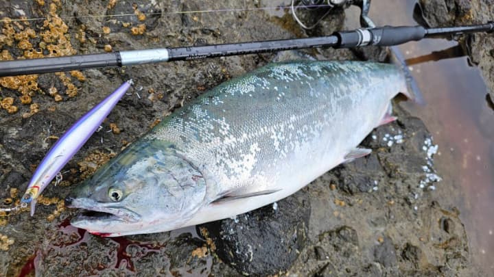 プロスタッフ “ジャークマン”林準悟 監修 海サクラマス専用ミノー