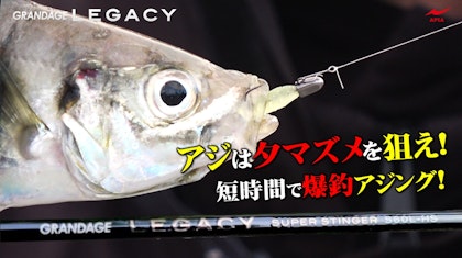 【アジは夕マズメを狙え！！】短時間で爆釣アジング！！