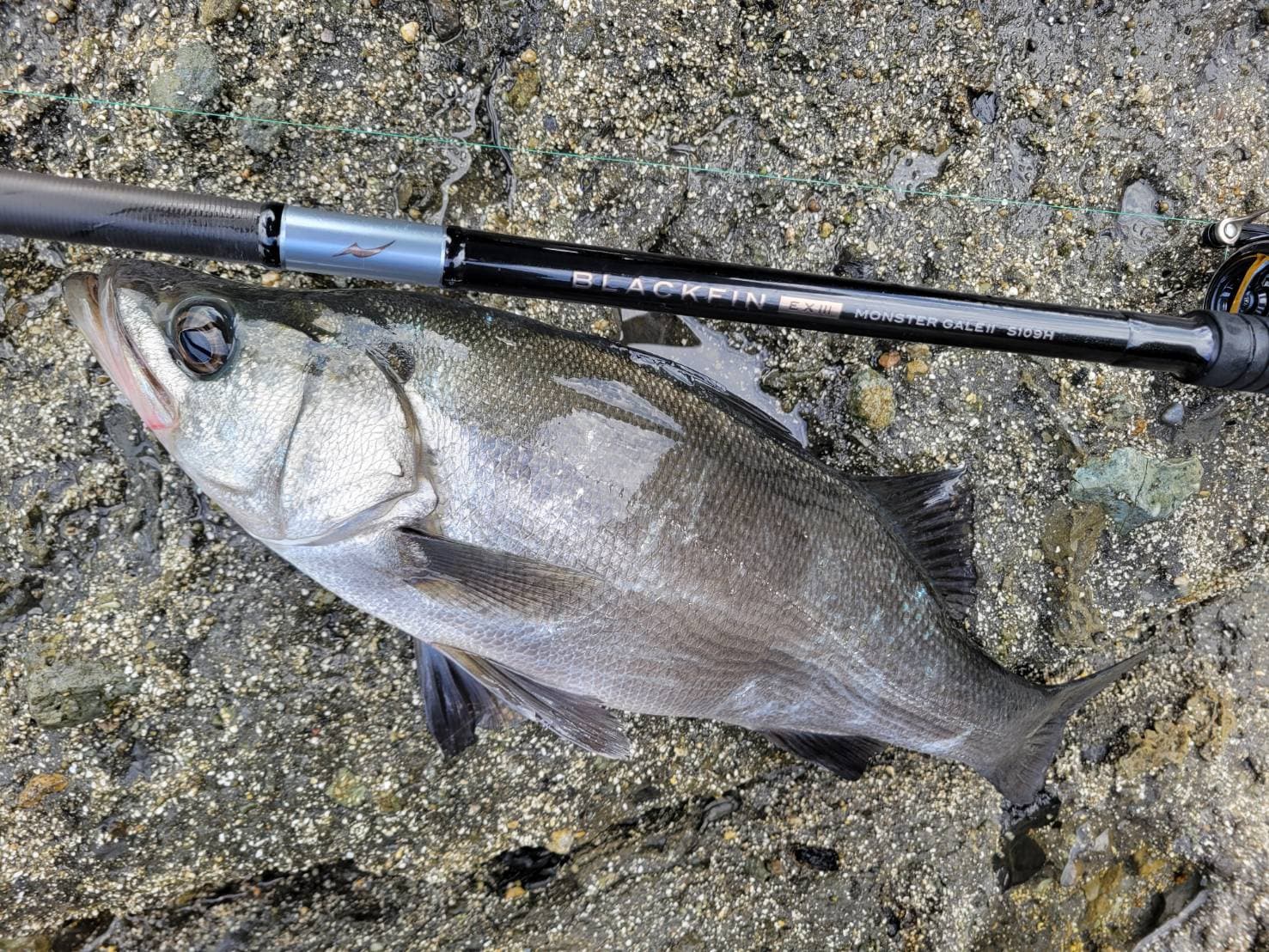 ヒラスズキ専用ロッド BLACK FIN EXⅢ ～ヒラスズキを確実に手にする