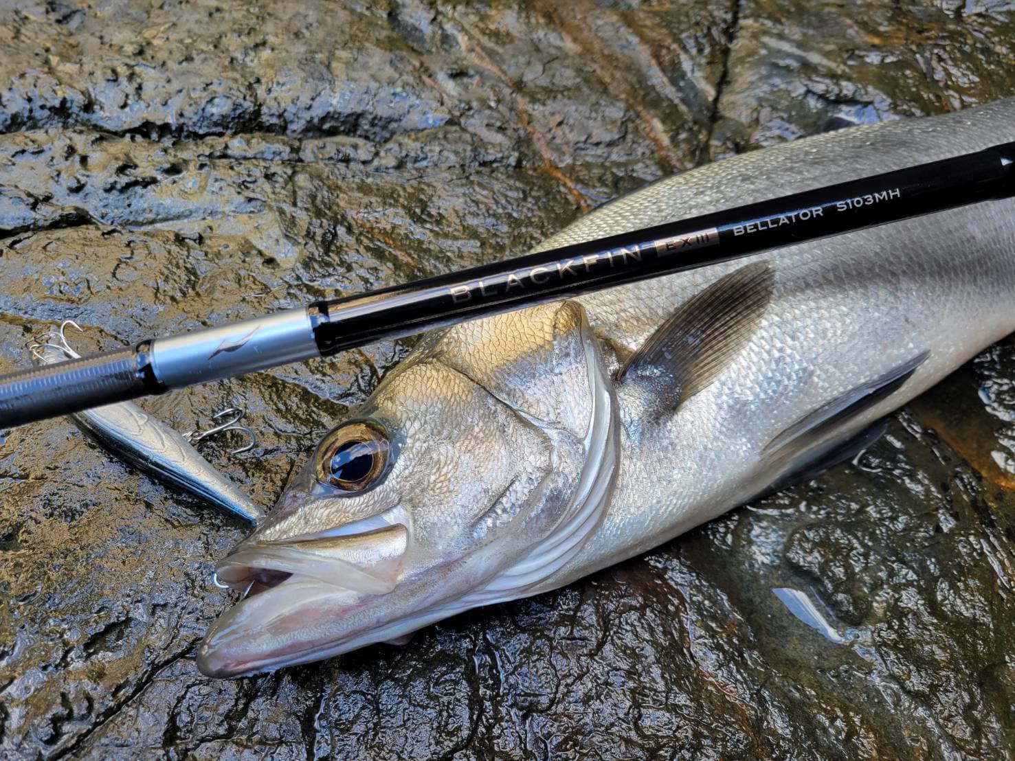 ヒラスズキ専用ロッド BLACK FIN EXⅢ ～ヒラスズキを確実に手にする