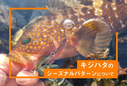 キジハタのシーズナルパターンについて　Written by 佐々木俊