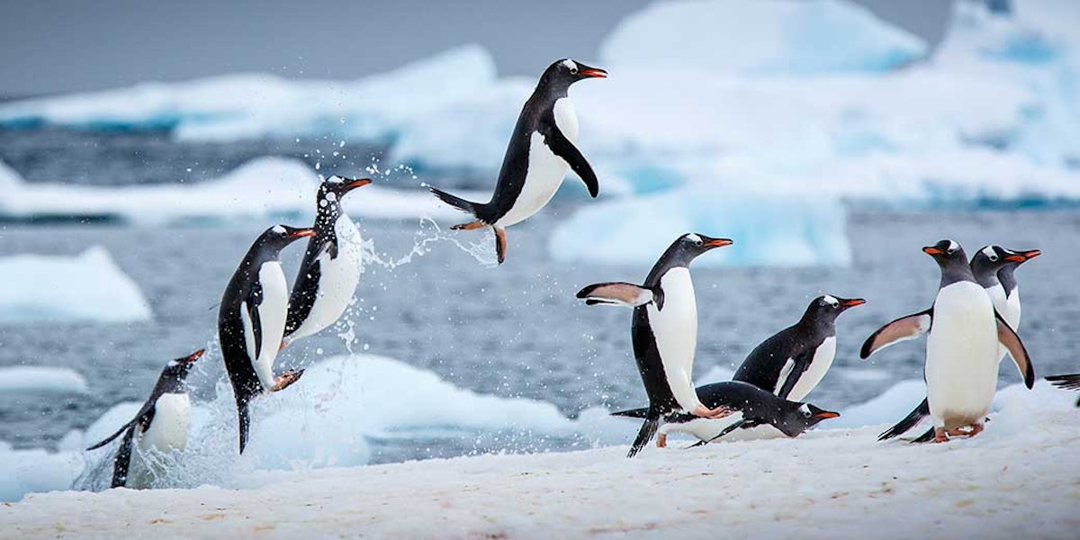 ペンギンは何メートルまで跳びあがれるか ニュース Discovery Japan ディスカバリージャパン ディスカバリーチャンネル ペンギンは何メートルまで跳びあがれるか ニュース Discovery Japan ディスカバリージャパン ディスカバリーチャンネル