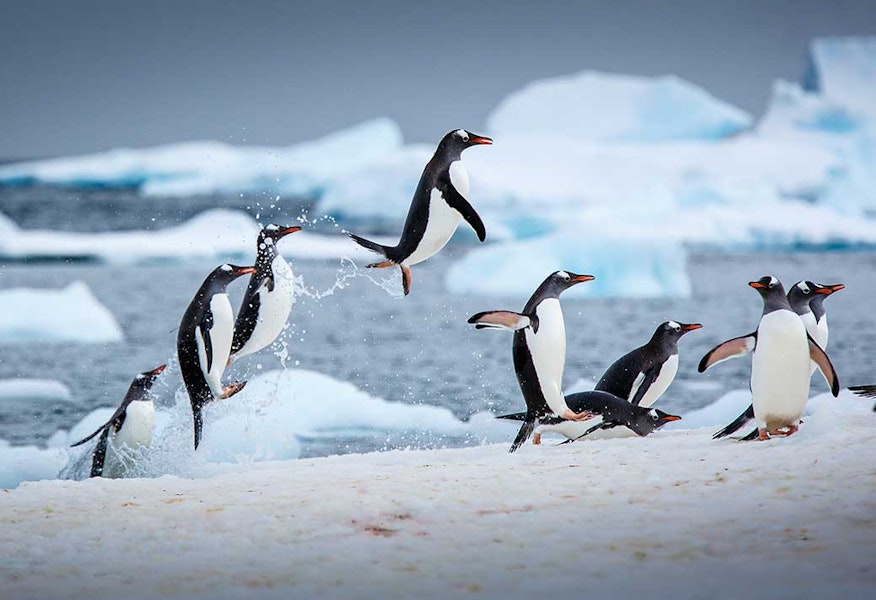 ペンギンは何メートルまで跳びあがれるか | ニュース | Discovery