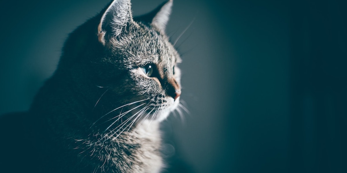 猫や赤ちゃんが何もない場所をじっと見つめているとき そこに何があるのか 大人の人間には見えないあるものとは ニュース Discovery Japan ディスカバリージャパン ディスカバリーチャンネル 猫や赤ちゃんが何もない場所をじっと見つめているとき そこに何があるのか 大人の人間には見えないあるものとは ニュース Discovery Japan ディスカバリージャパン ディスカバリーチャンネル