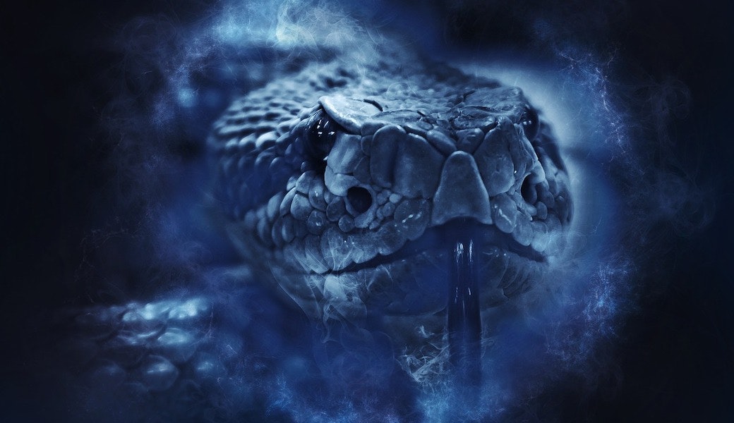 毒と毒を持つヘビ