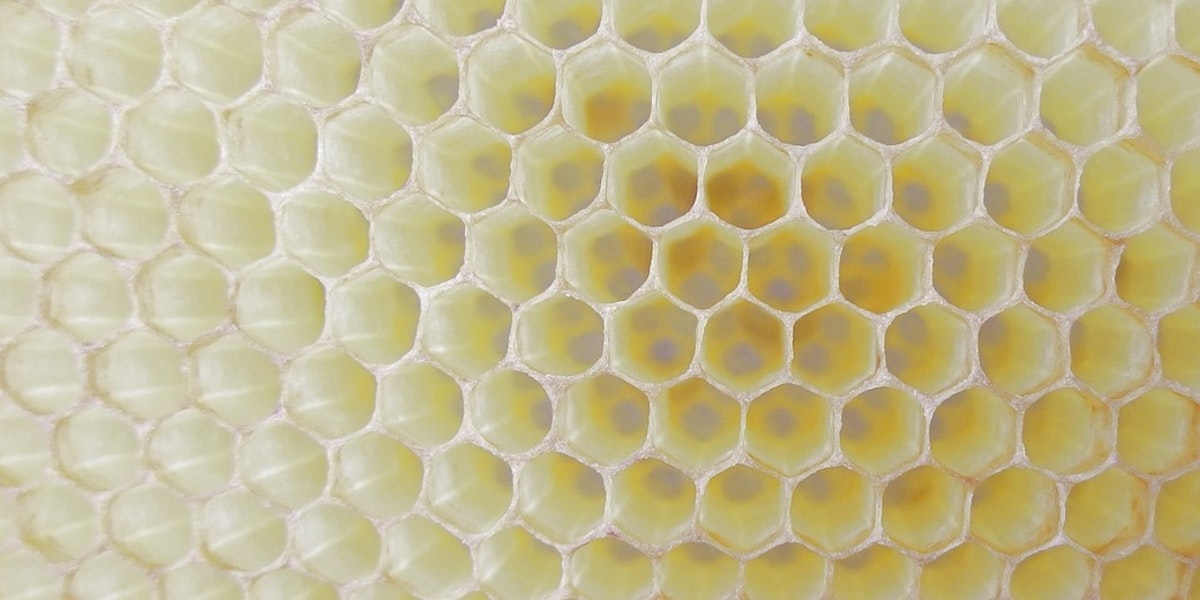 たくさんの小さな穴にゾッとするのはナゼ 謎の不安感 トライポフォビア の正体 ニュース Discovery Japan ディスカバリージャパン ディスカバリーチャンネル たくさんの小さな穴にゾッとするのはナゼ 謎の不安感 トライポフォビア の正体 ニュース Discovery Japan ディスカバリージャパン ディスカバリーチャンネル