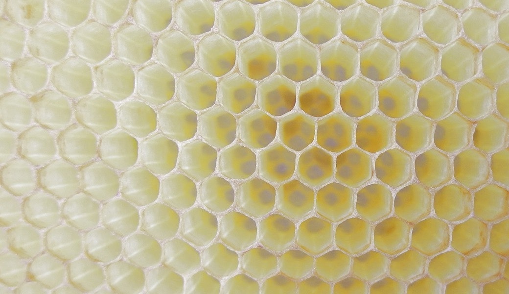 たくさんの小さな穴にゾッとするのはナゼ 謎の不安感 トライポフォビア の正体 ニュース Discovery Japan ディスカバリージャパン ディスカバリーチャンネル