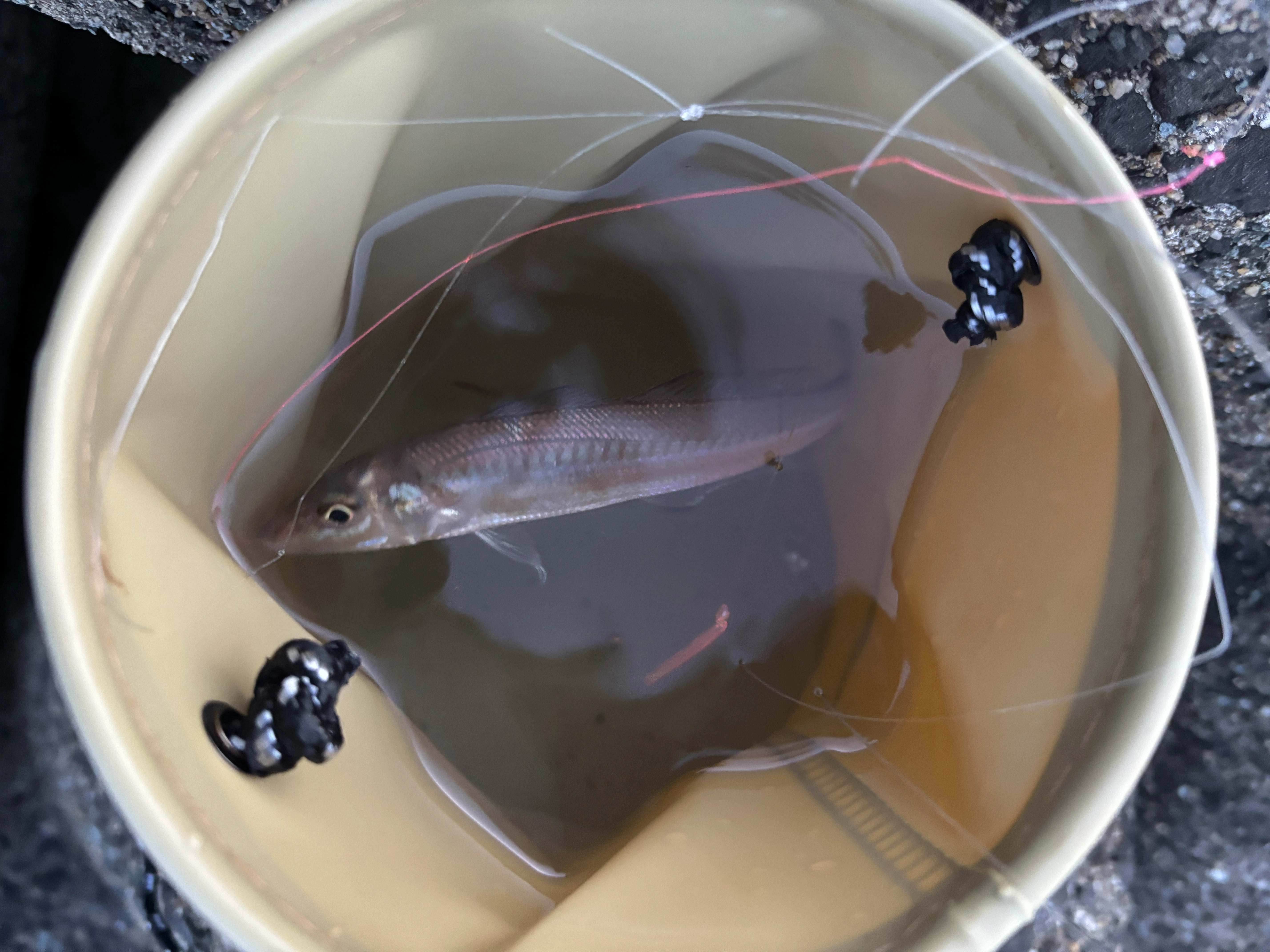 25.04.29 釣果報告