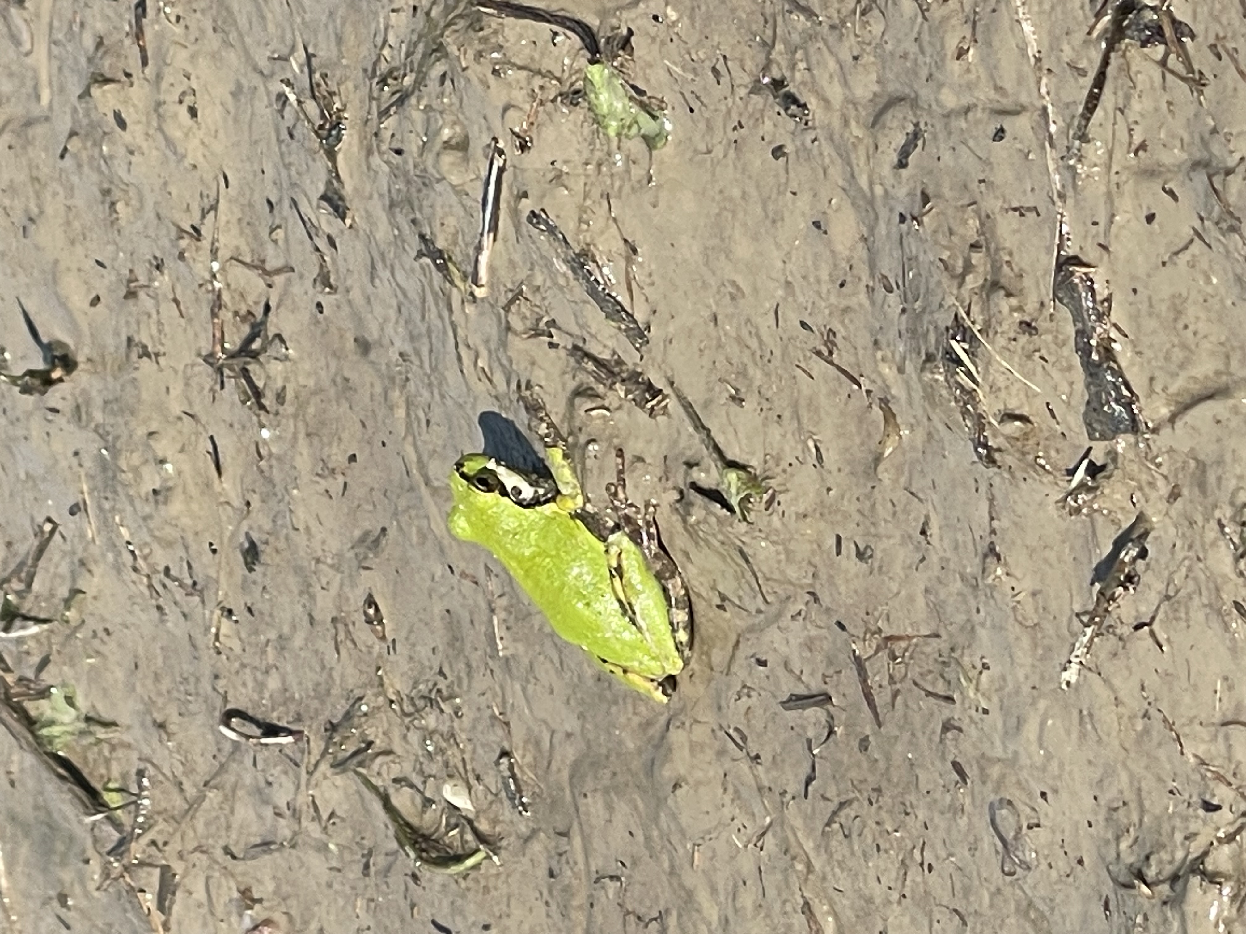 ニホンアマガエル