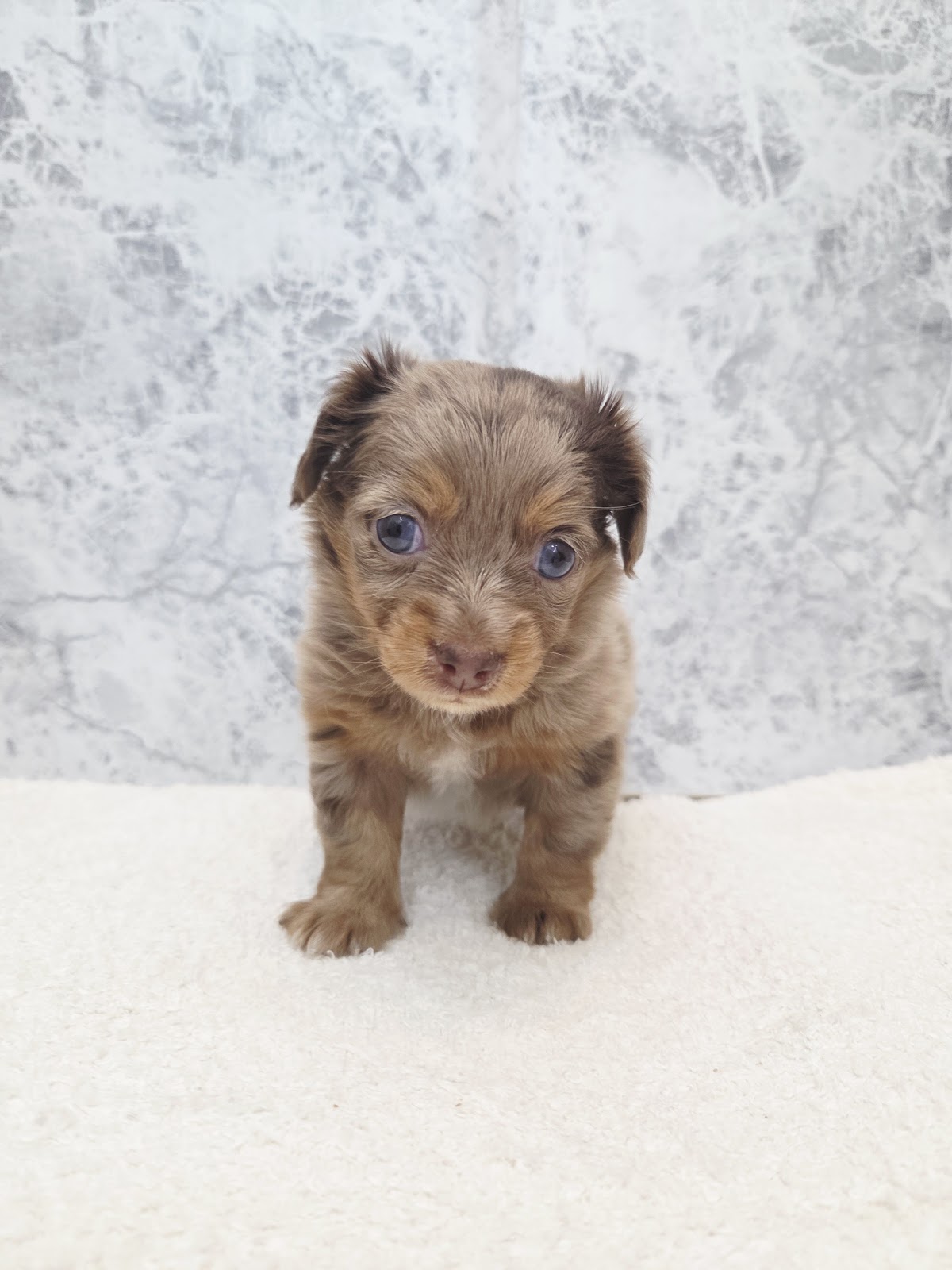 チワワ×カニーヘンダックスフンドの写真