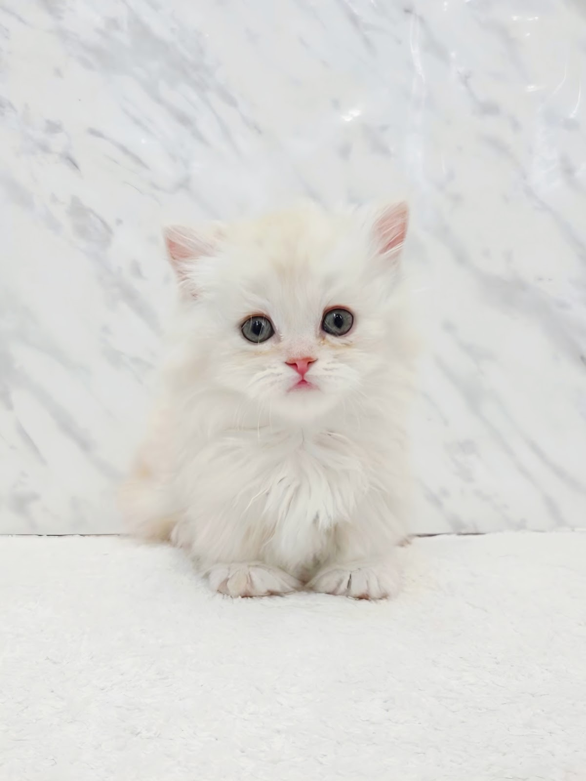 ミヌエットの写真