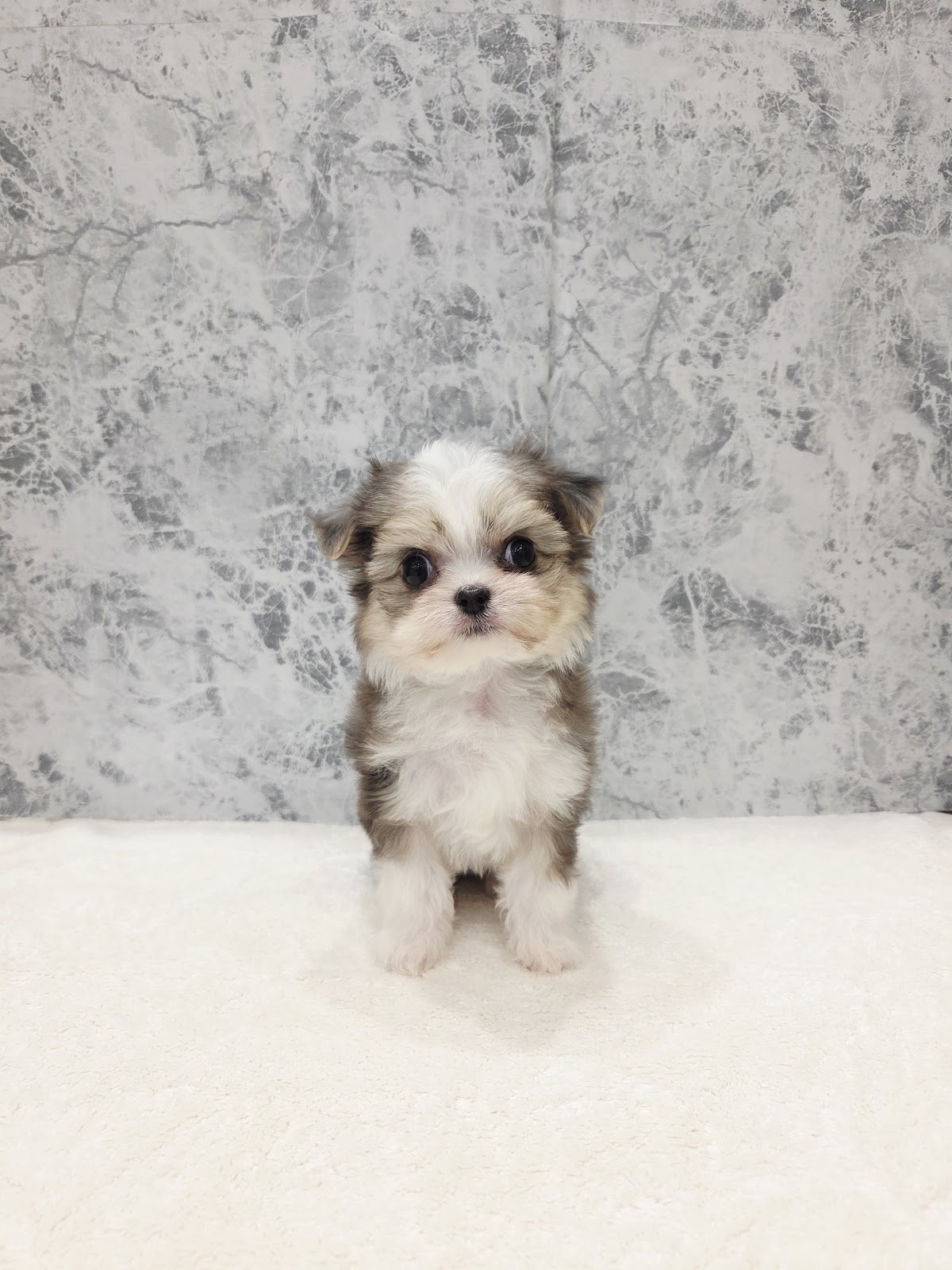 マルチーズ×チワワ