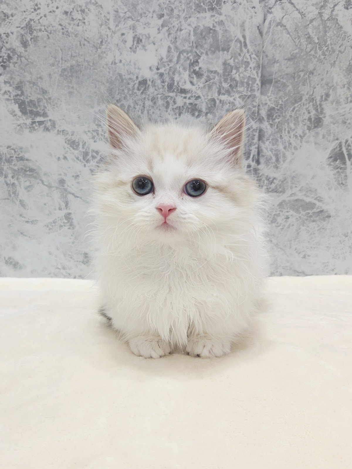 ミヌエットの写真